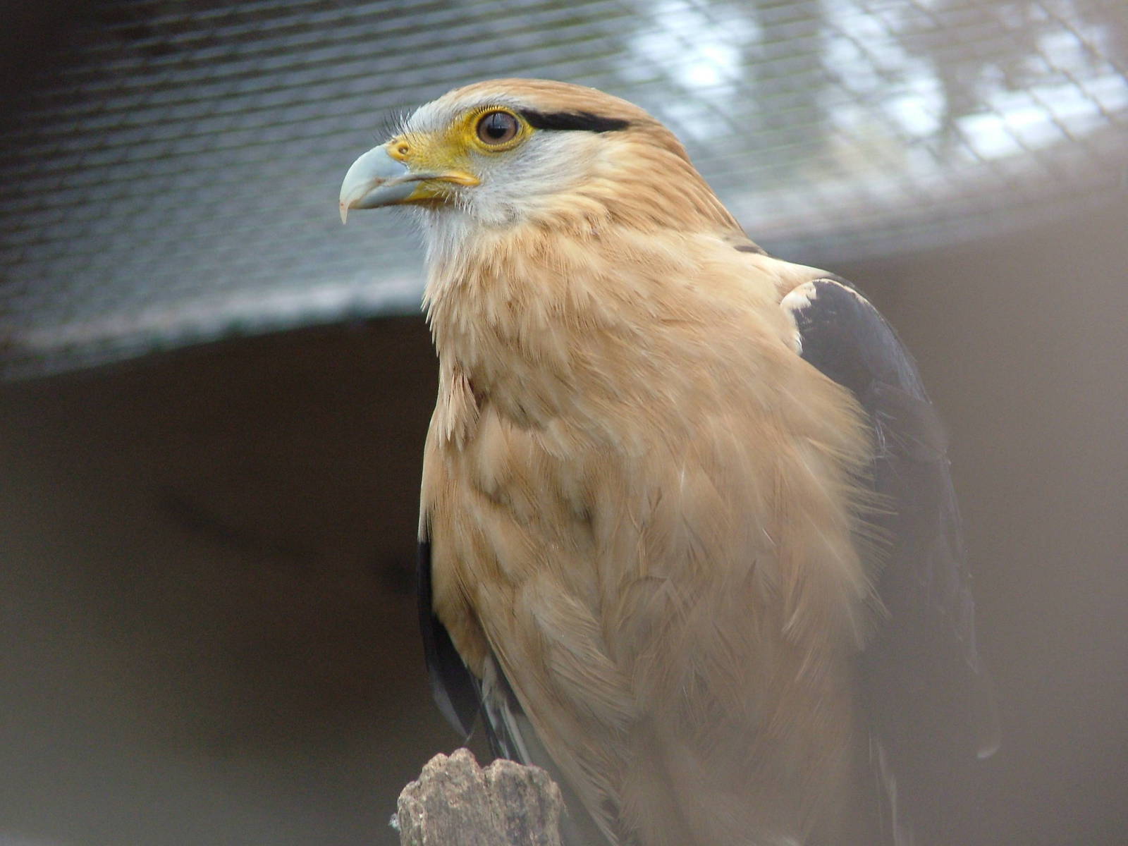 Yellow-headed Caracara (Milvago chimachima) at Cotswold Falconry Centre