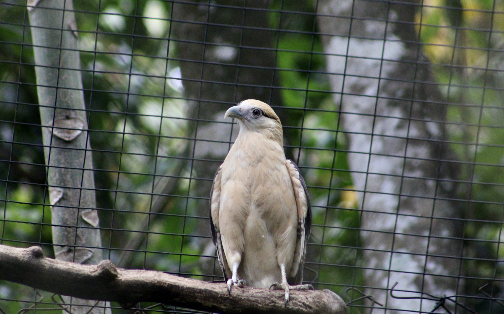 Yellow-Headed Caracara (Milvago chimachima cordata)