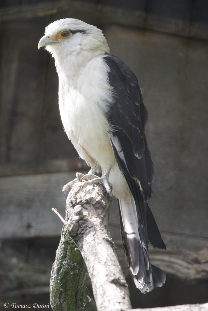 Yellow Headed Caracara (Milvago chimachima)