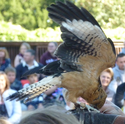 Yellow-headed caracara (Milvago chimachima)