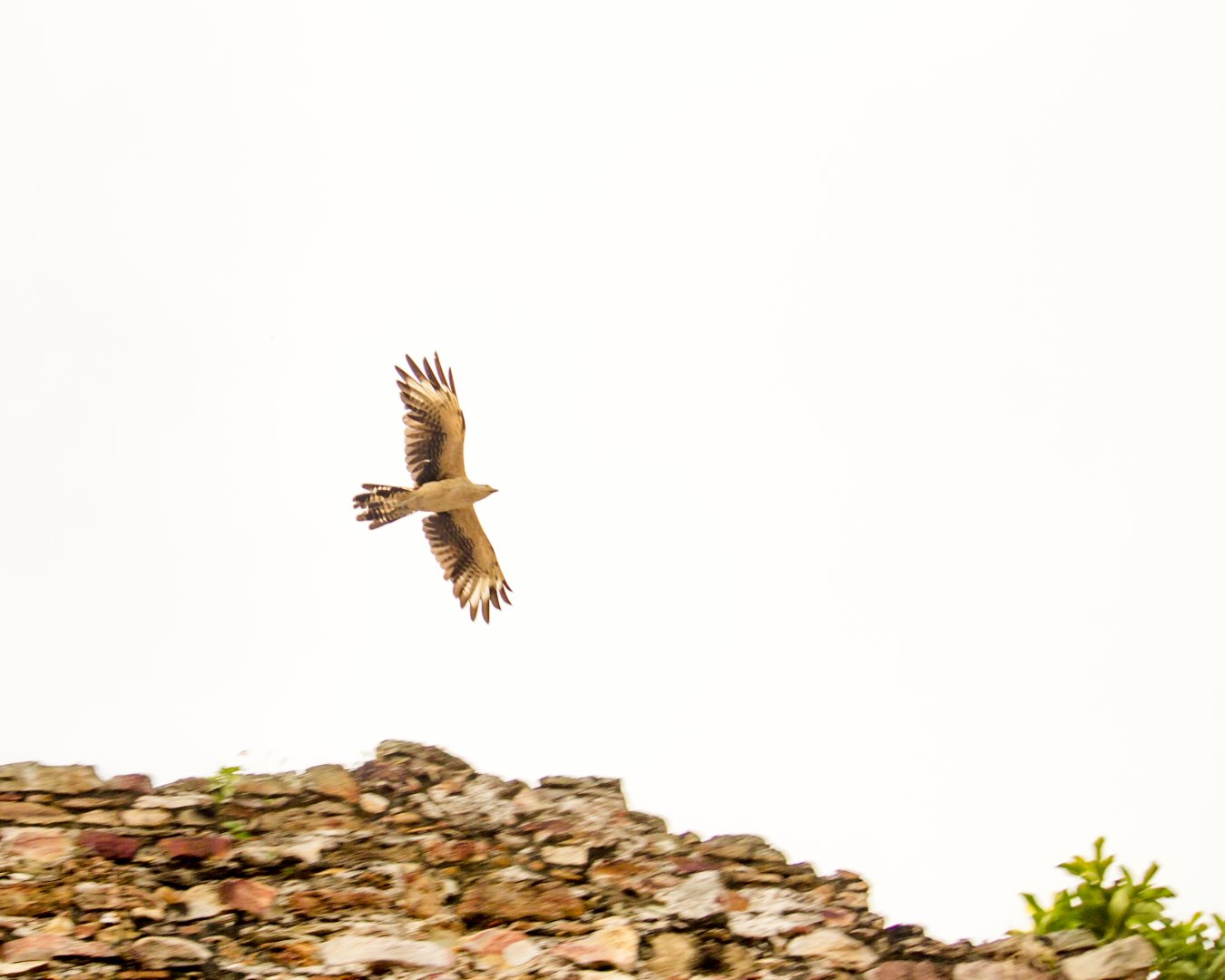Yellow-headed caracara, Milvago chimachima
