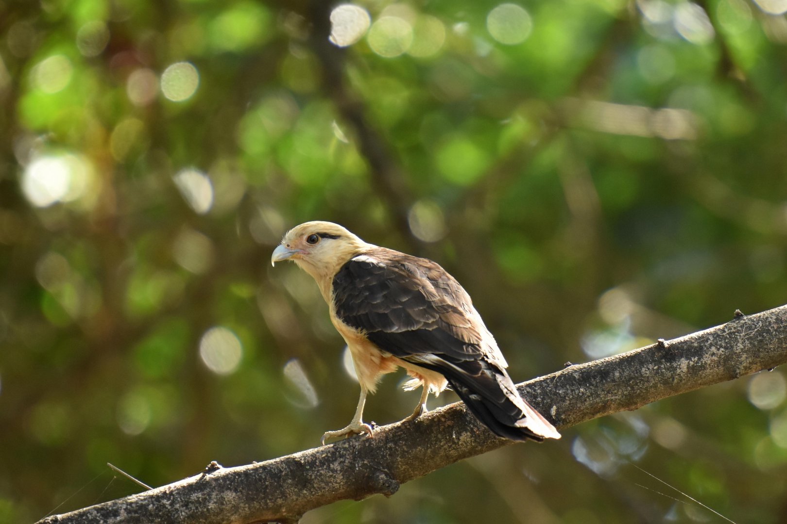 Yellow-headed Caracara (Milvago chimachima)