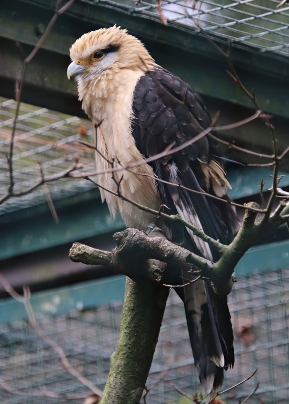 Yellow-headed caracara (Milvago chimachima)
