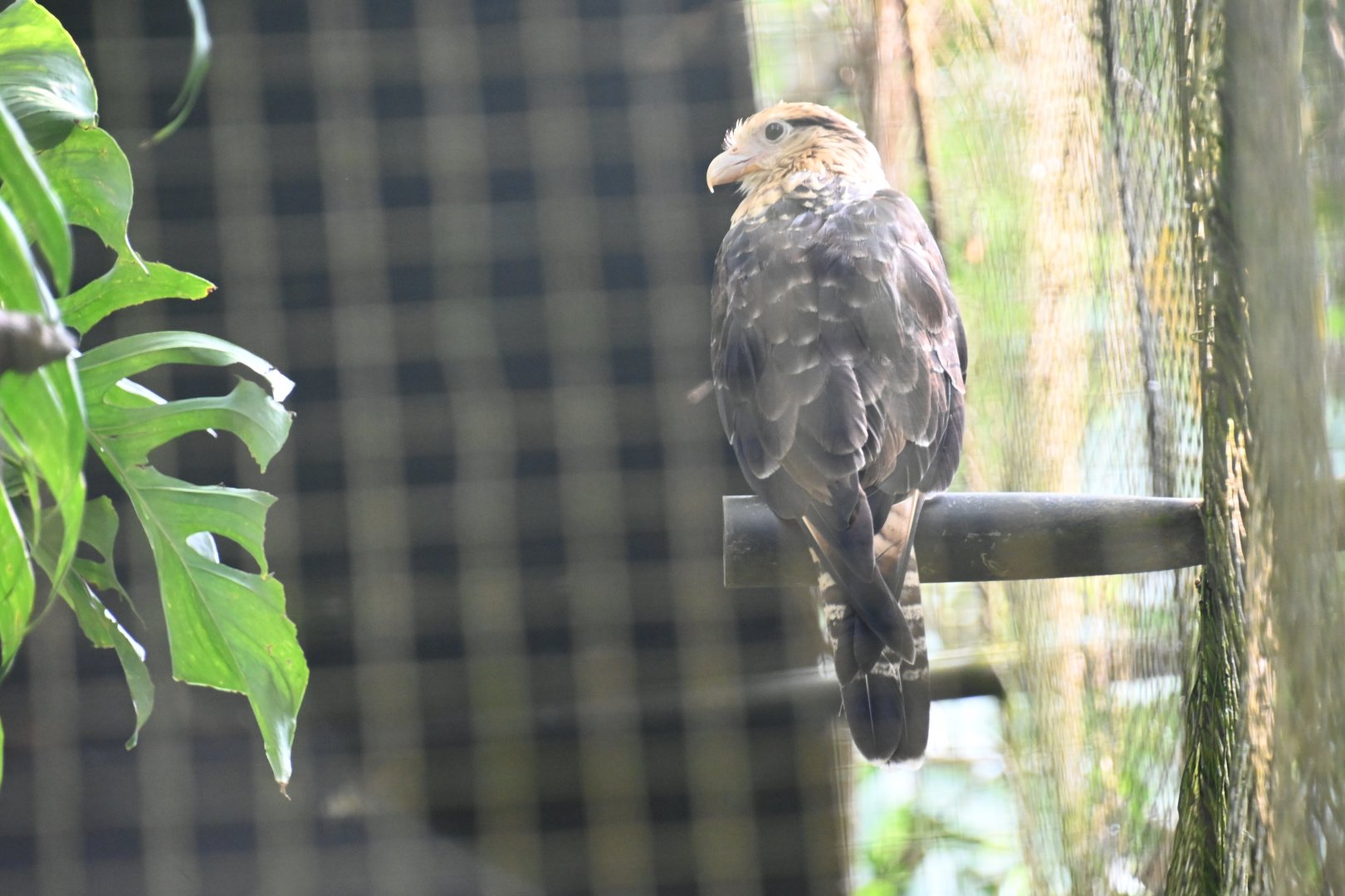 Yellow-headed caracara (Milvago chimachima)