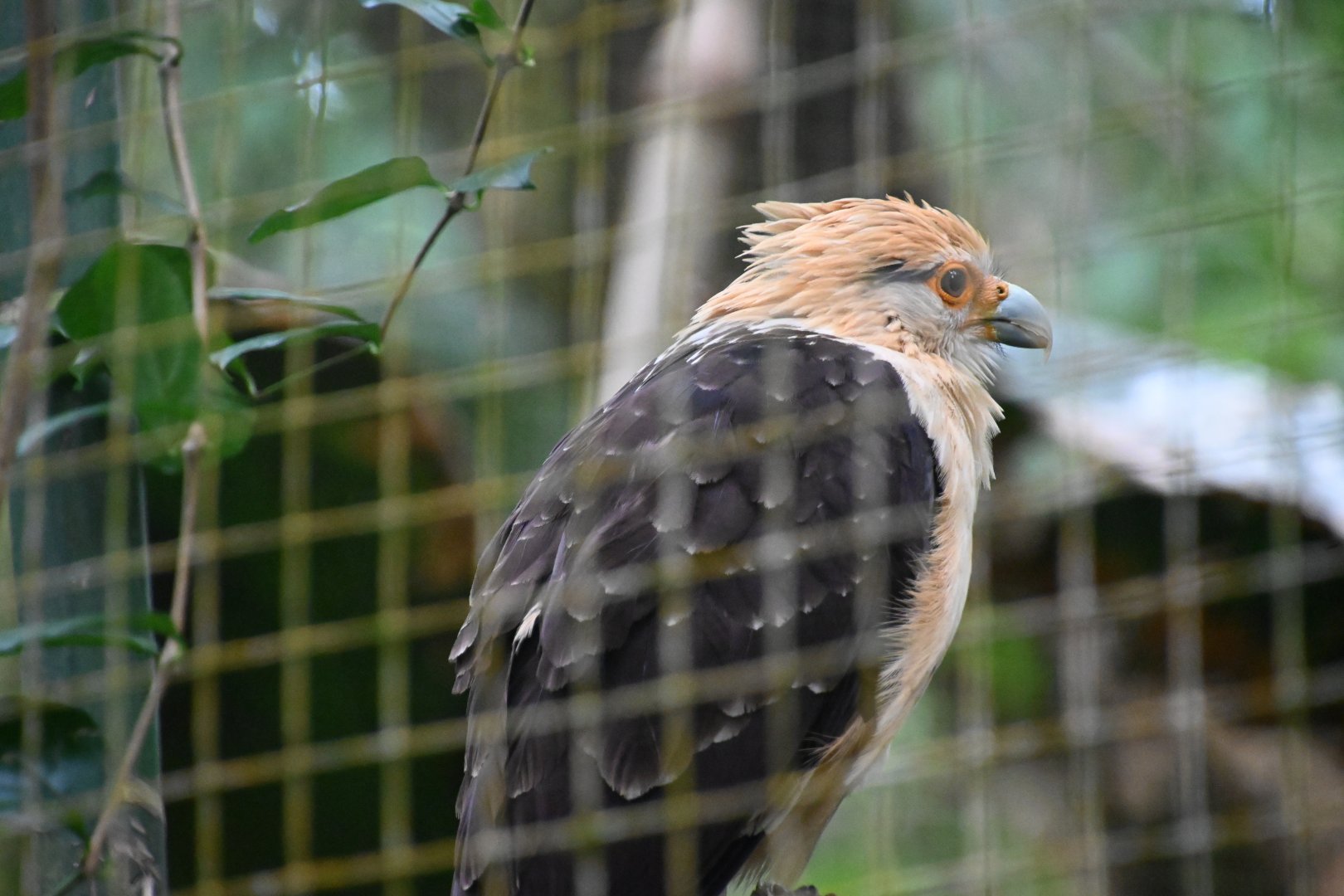 Yellow-headed caracara (Milvago chimachima)
