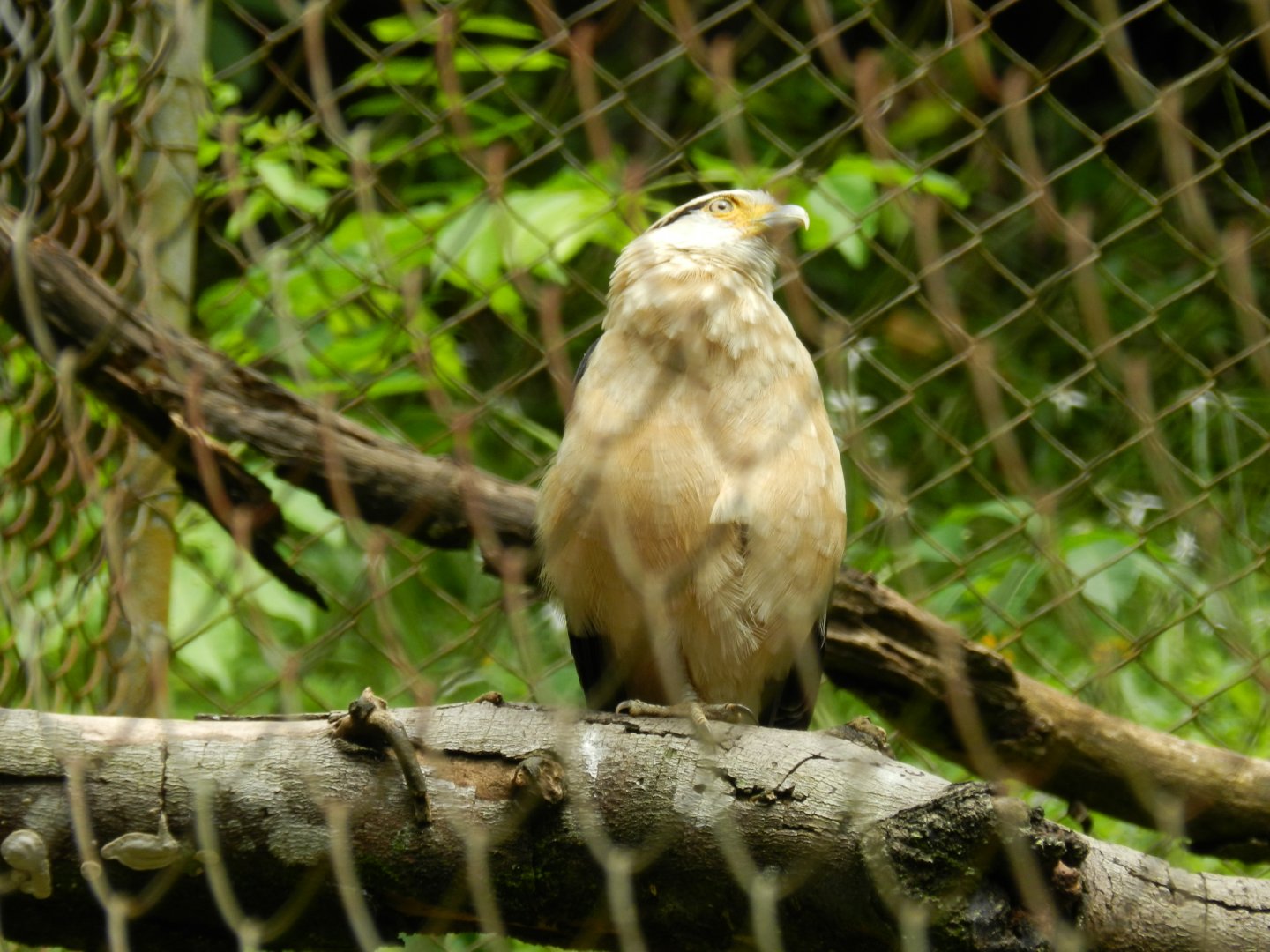 Yellow-headed caracara - Salvador zoo (PZGV)