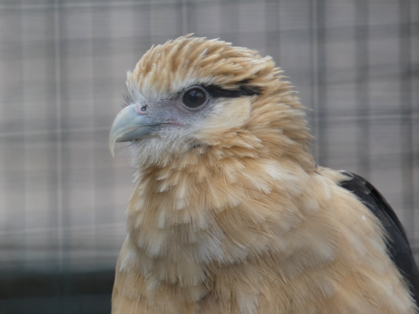 Yellow-headed caracara (Suffolk Owl Sanctuary)