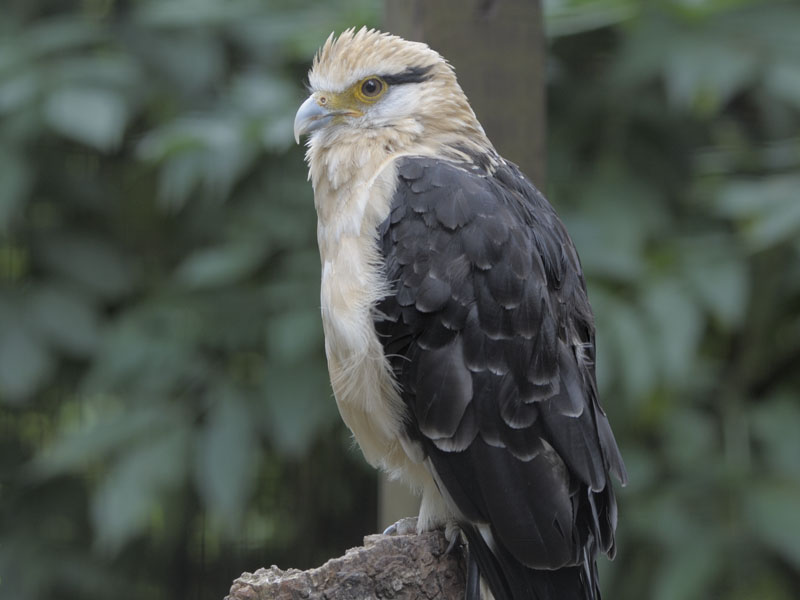 Yellow-headed caracara