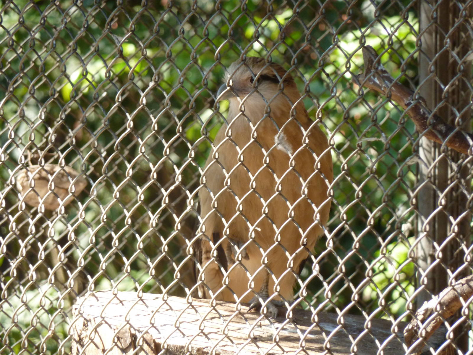 Yellow-headed caracara
