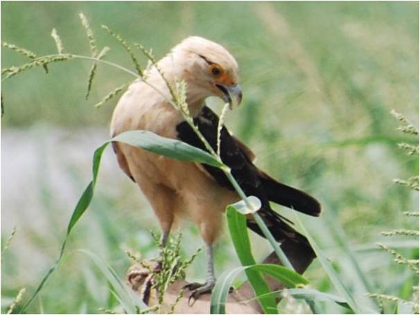 Yellow-headed caracara