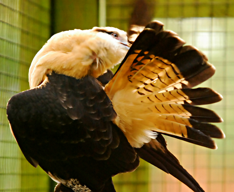 yellow headed caracara