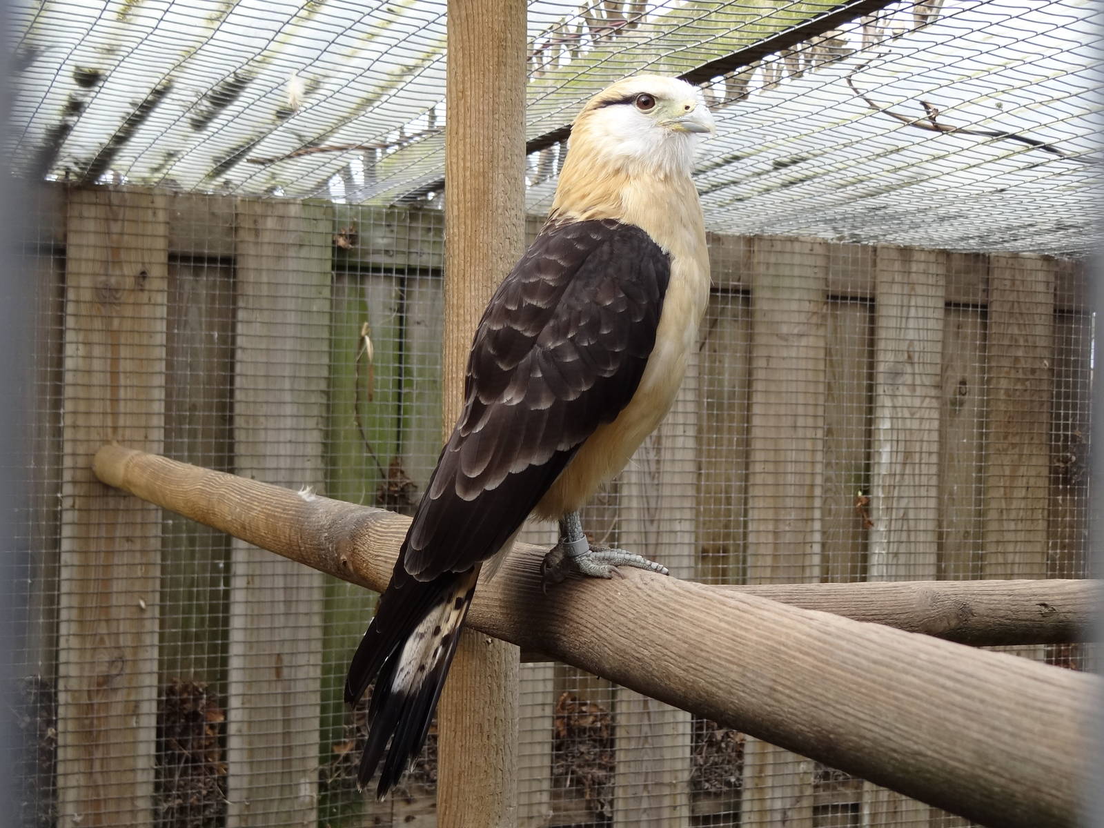 Yellow-headed caracara