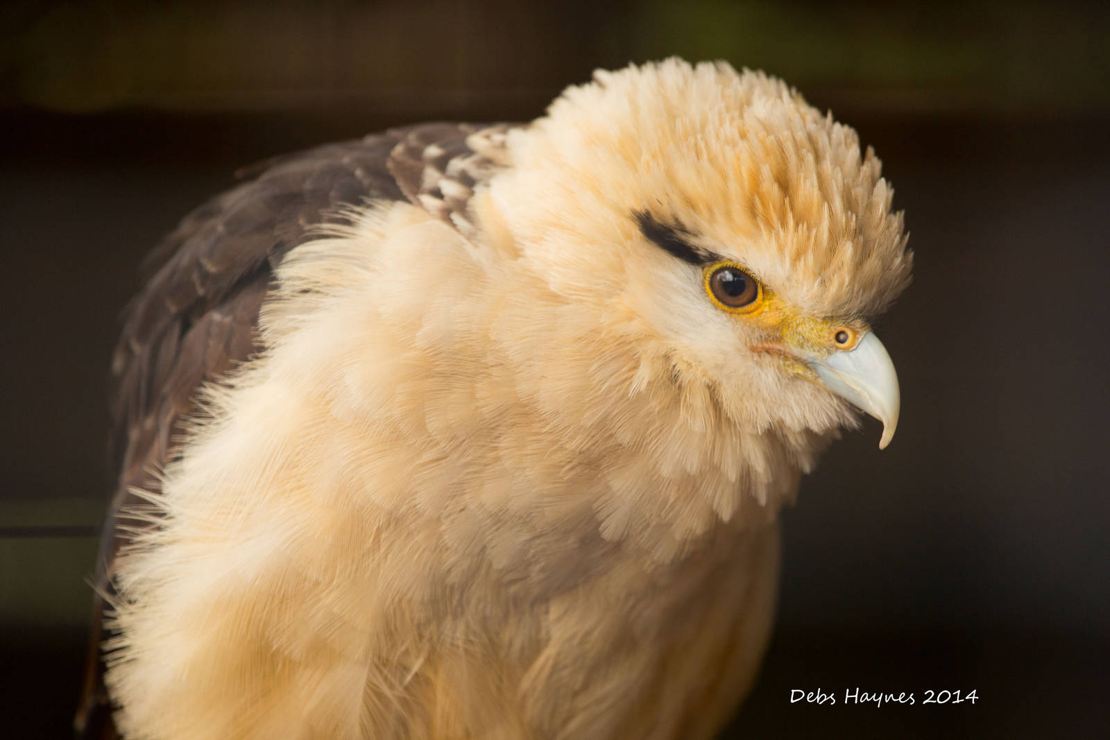Yellow Headed Caracara