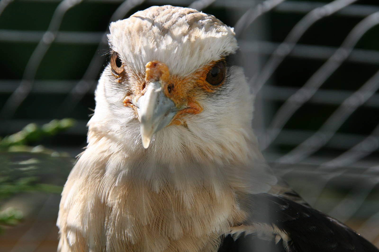 Yellow-headed caracara