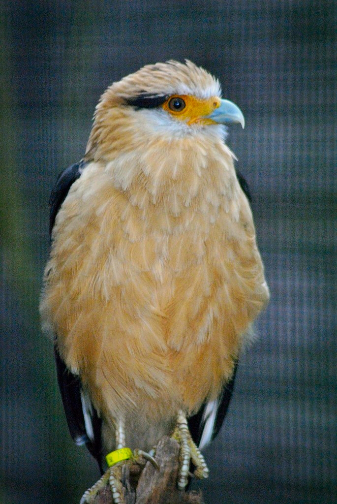 Yellow-headed caracara