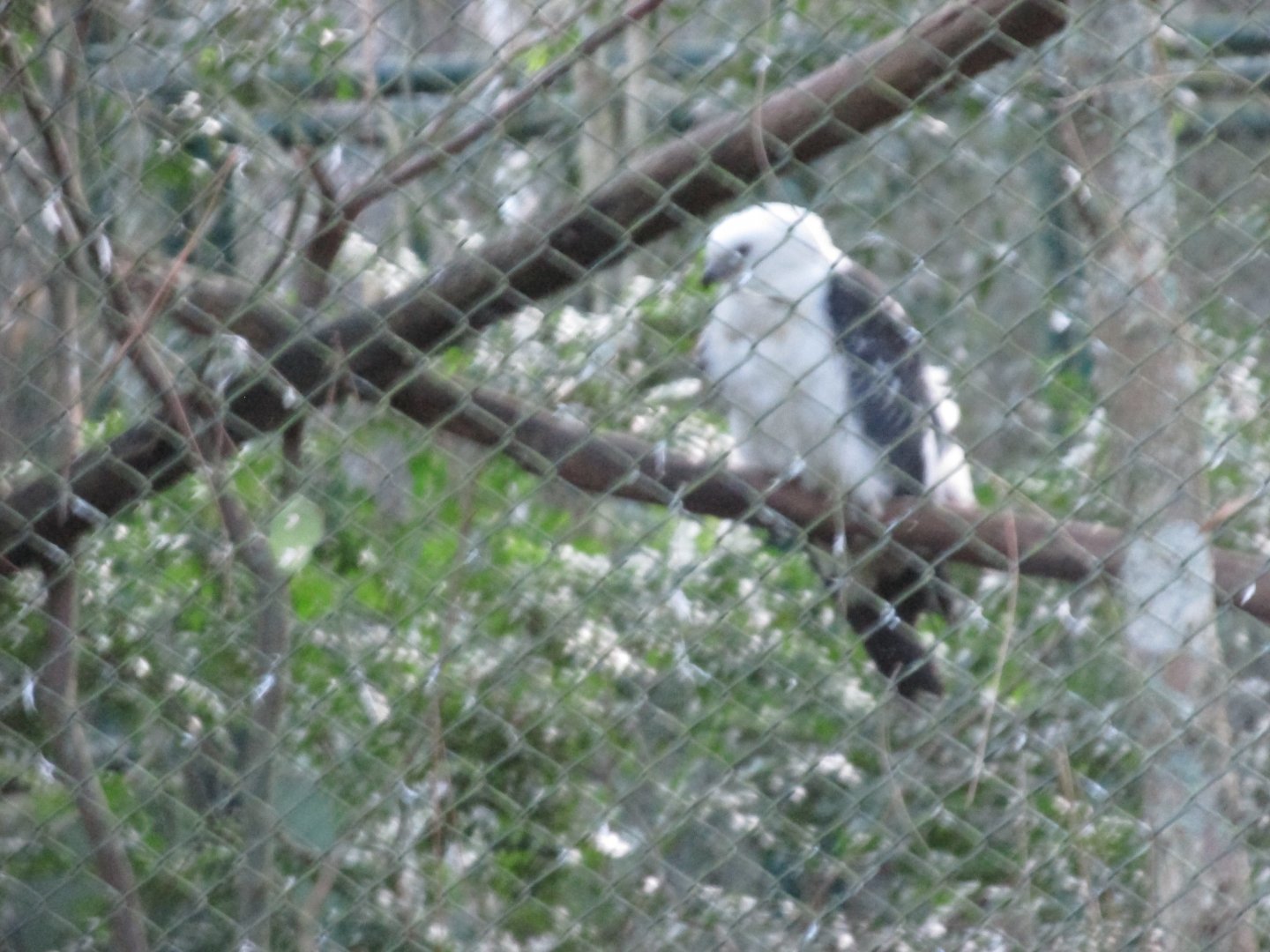yellow headed caracara