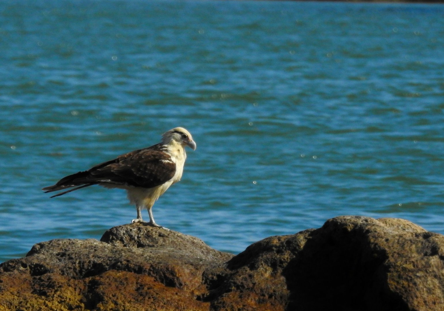 Yellow Headed Caracara