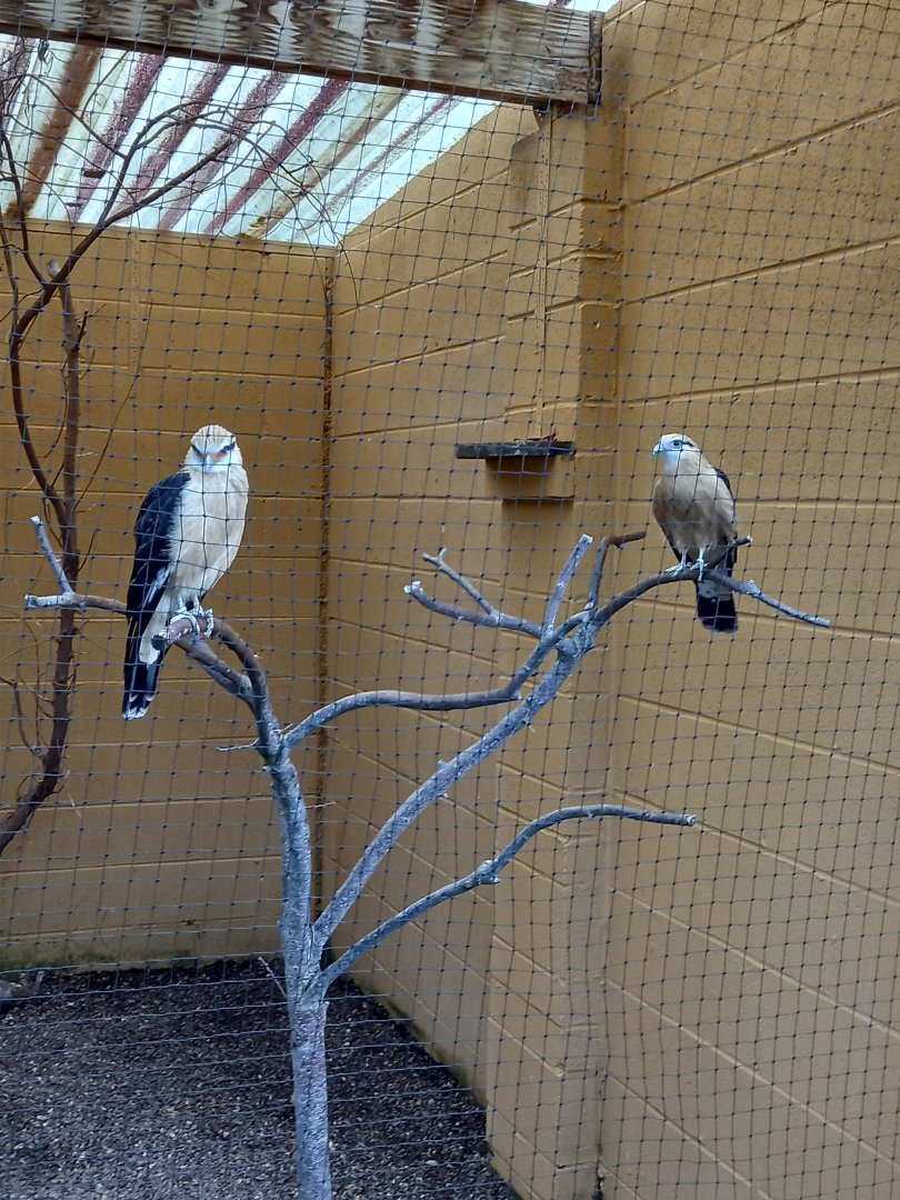 Yellow-headed Caracara