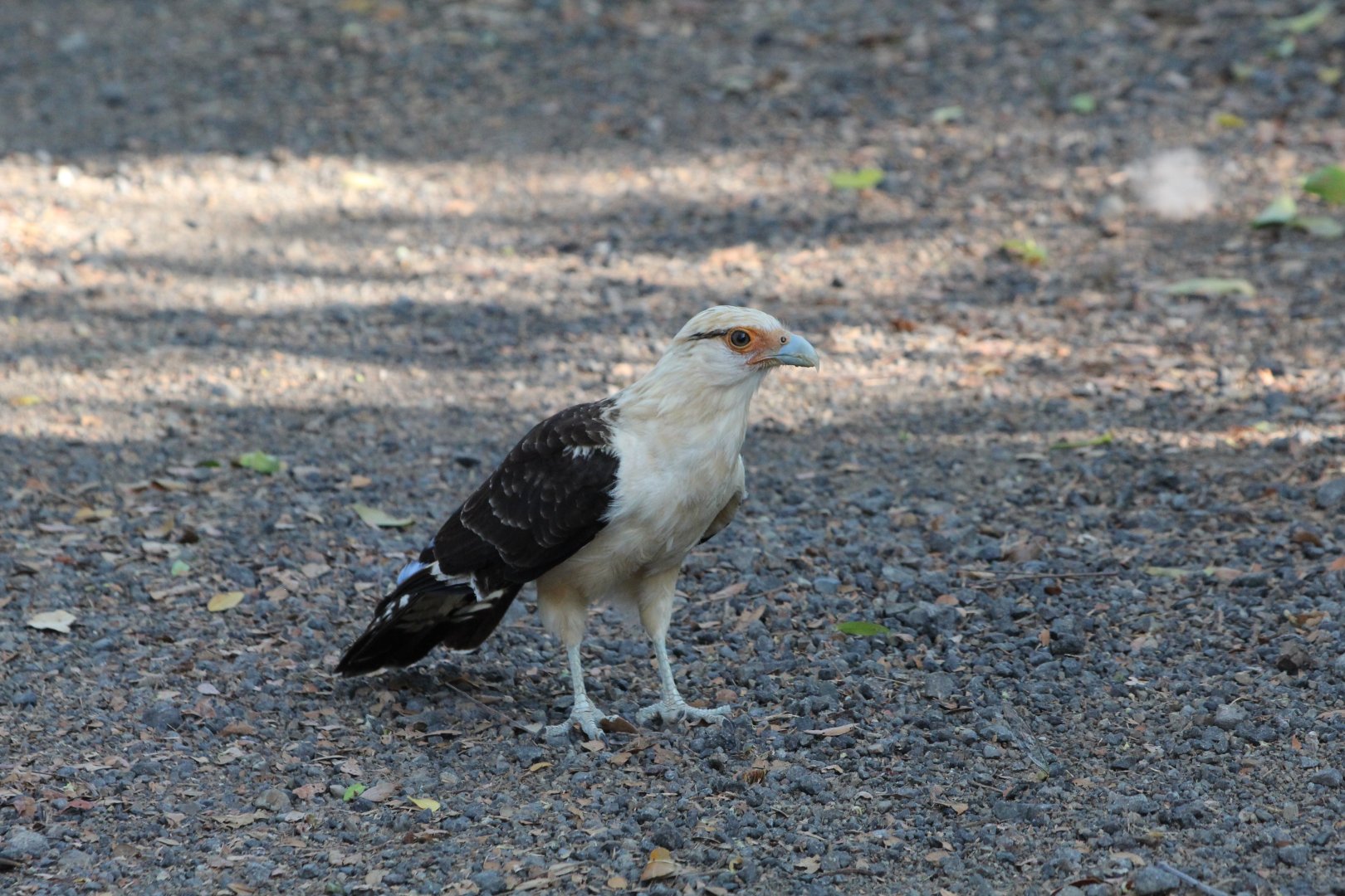 Yellow-headed Caracara