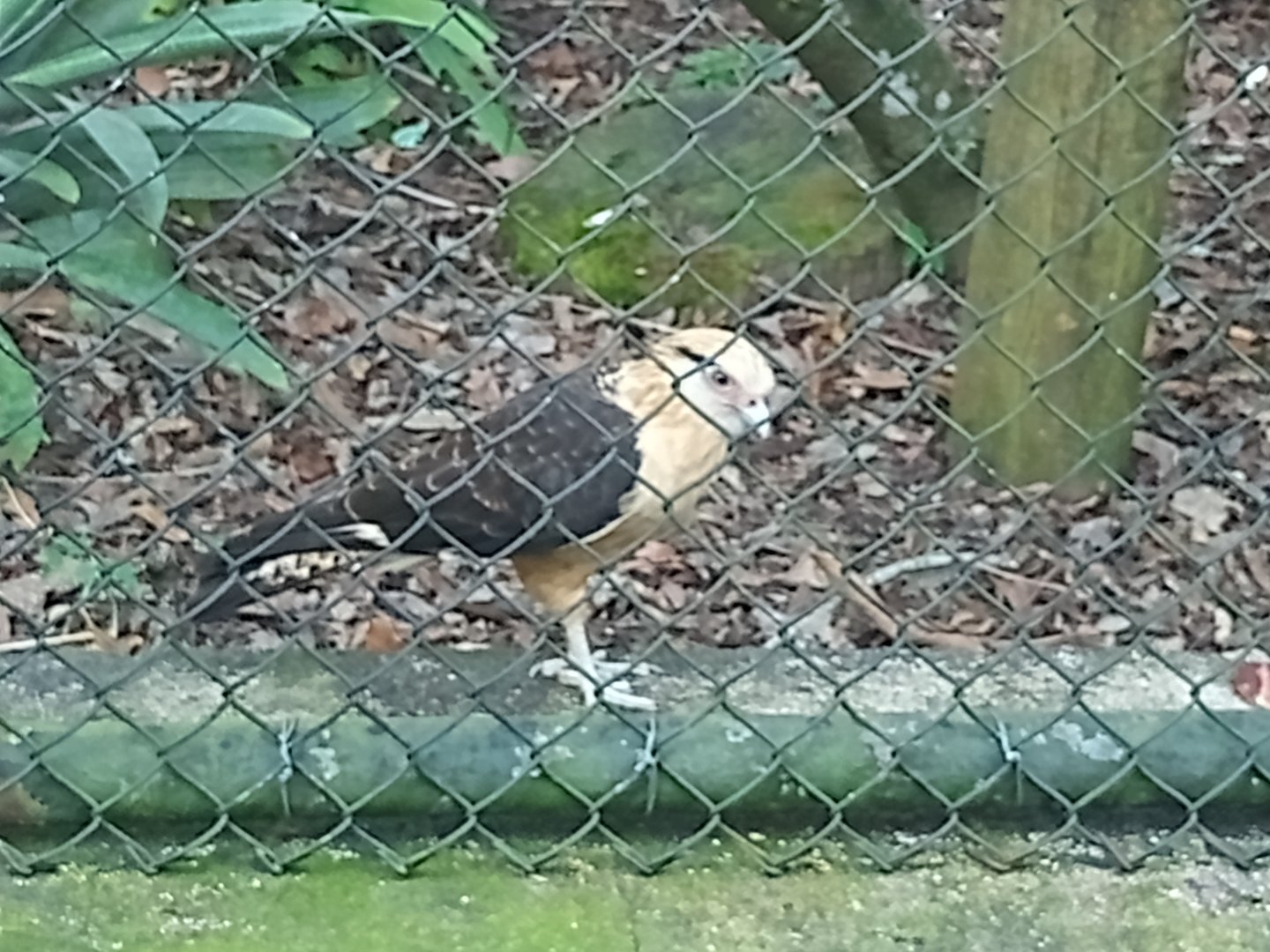 Yellow headed caracara