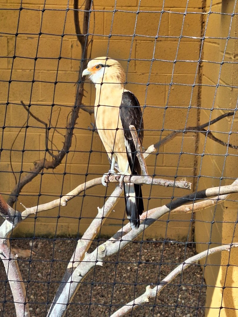 Yellow-headed Caracara
