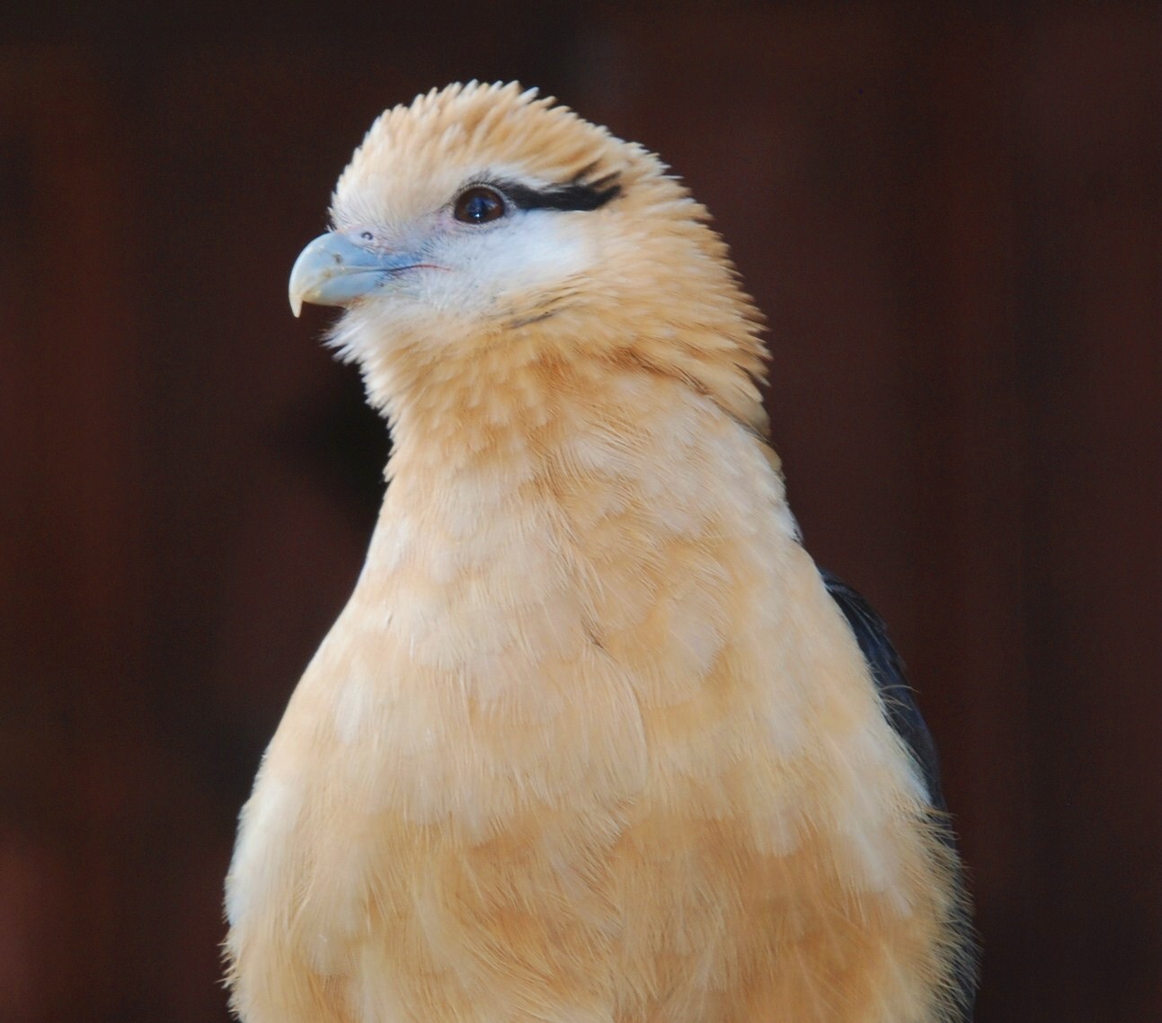 Yellow-headed Caracara