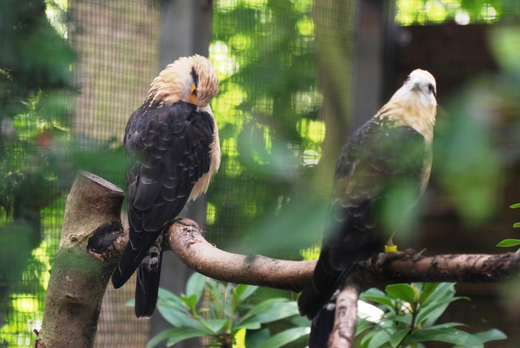 Yellow-headed Caracaras at Pairi Daiza, 31/08/14
