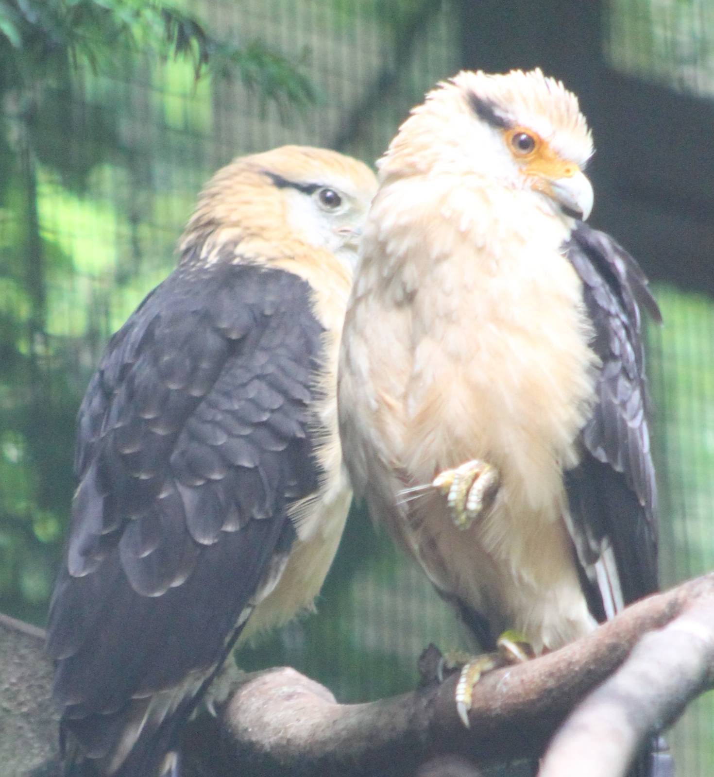 Yellow-headed caracaras