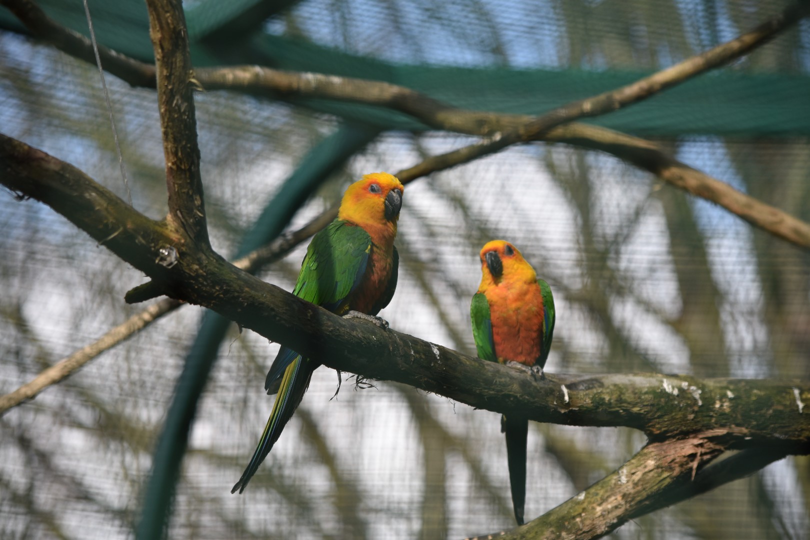 Yellow-headed conures