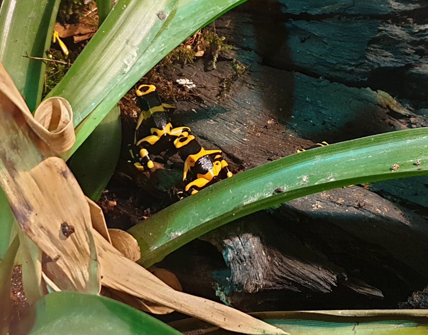 Yellow-headed dart frogs - Dendrobates leucomelas