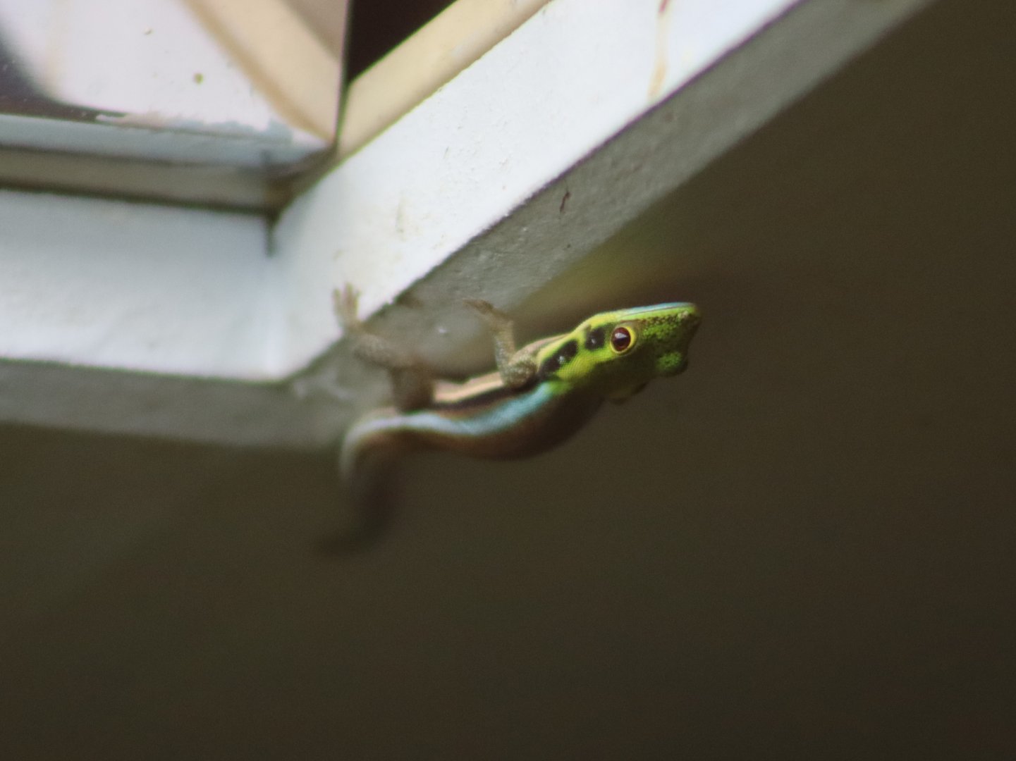Yellow-headed day gecko - 1 July 2021