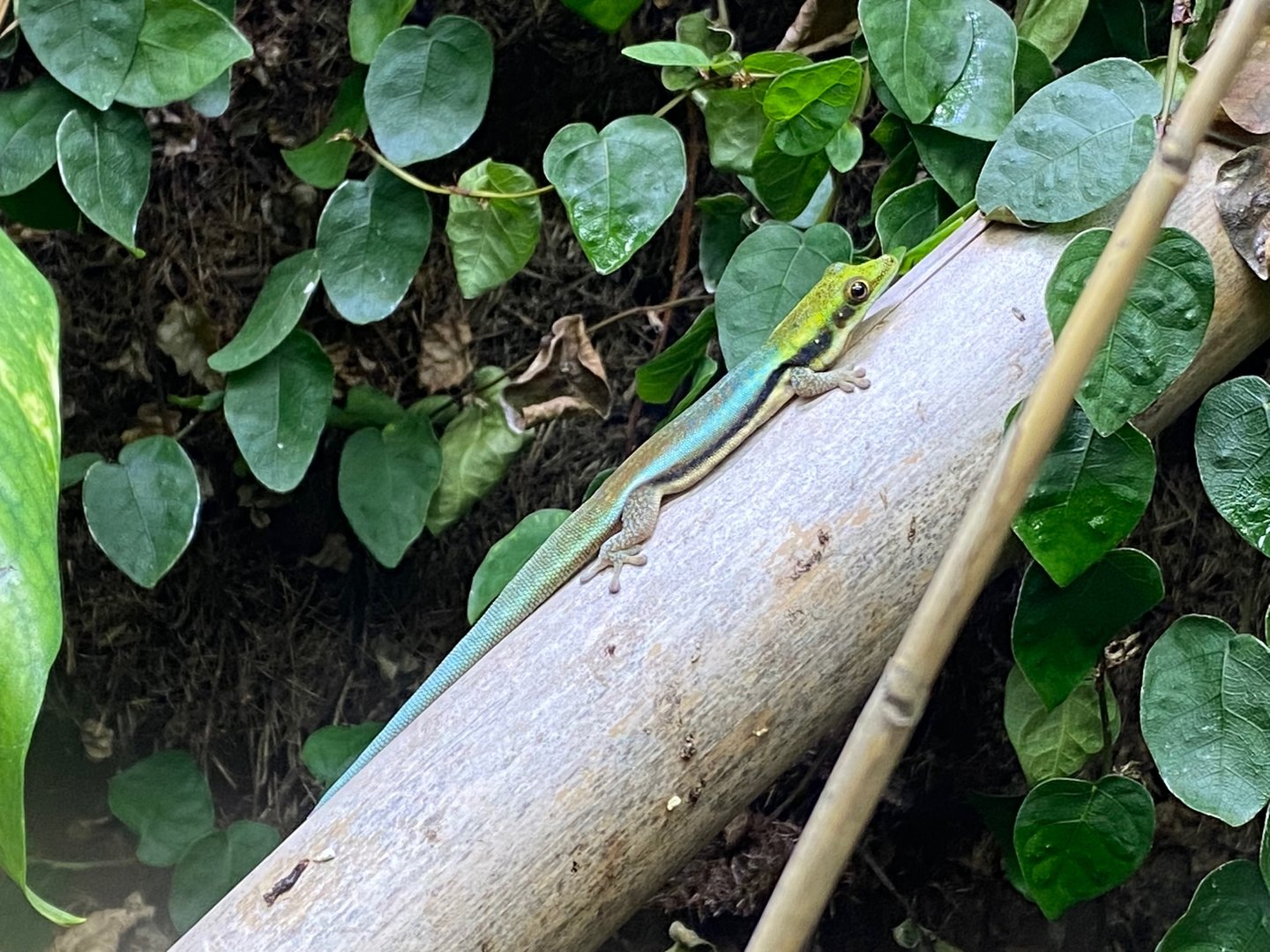 Yellow-headed day gecko 111222