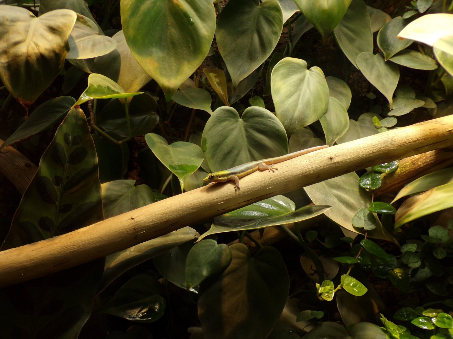 Yellow-headed day gecko 13.7.25