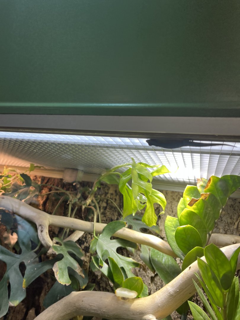 Yellow-headed day gecko 13.7.25