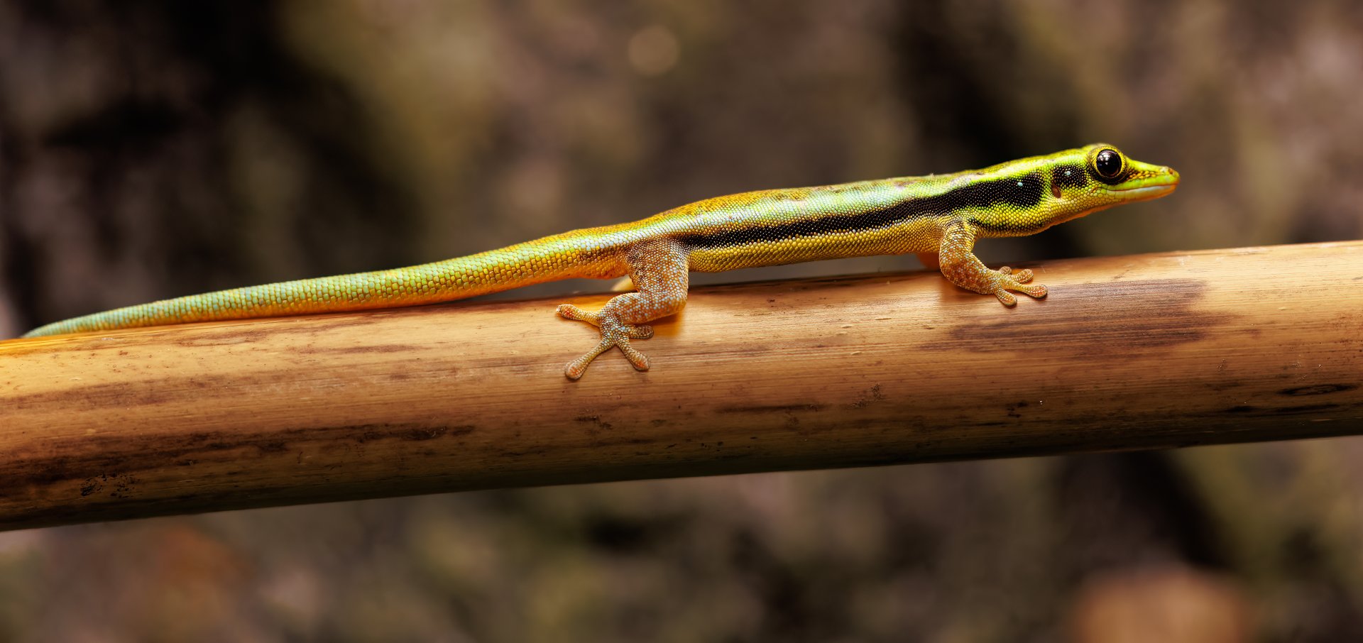 Yellow-headed Day Gecko  / 23-3-22 / Dartmoor Zoo
