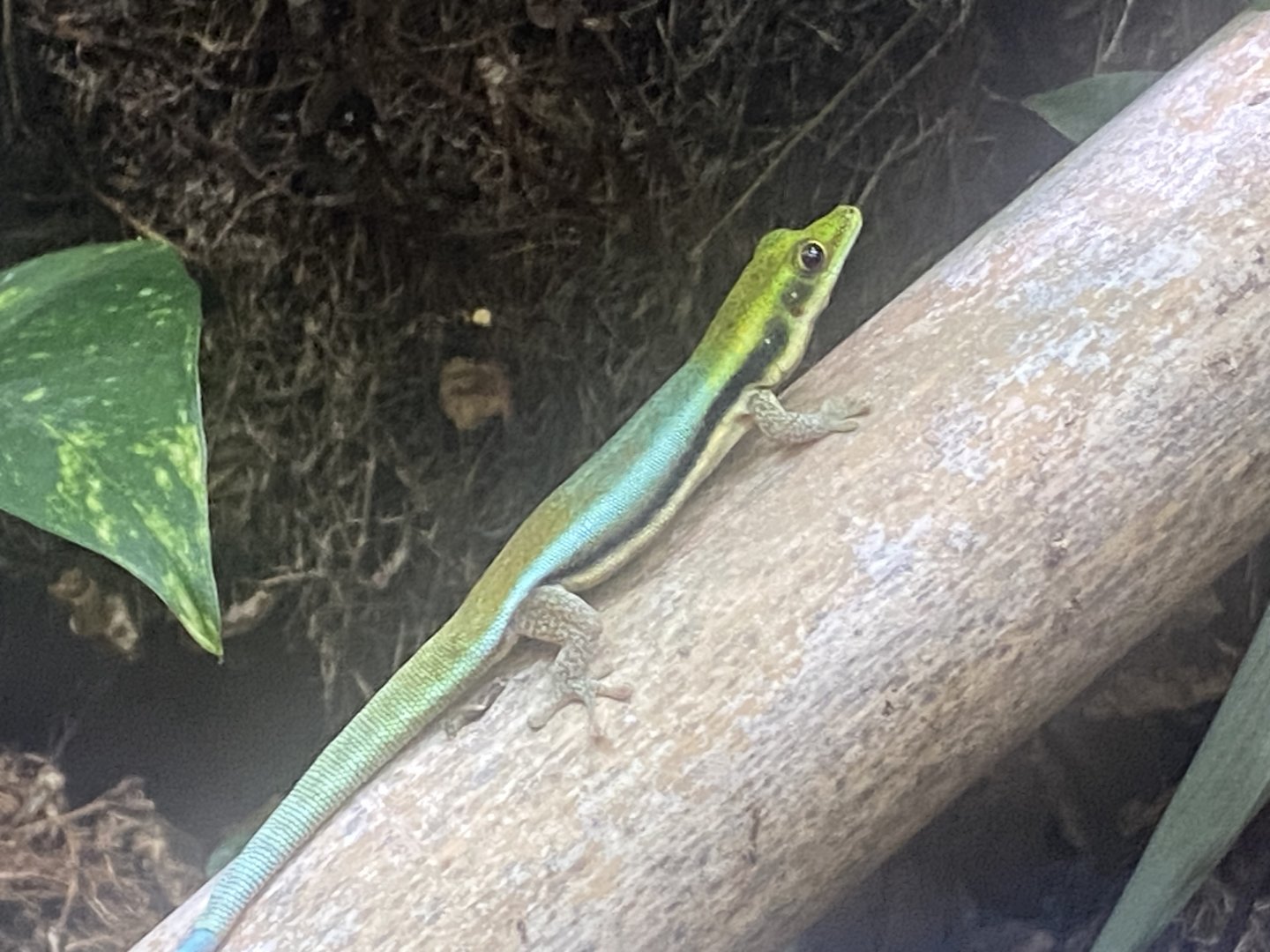 Yellow-headed day gecko 250623
