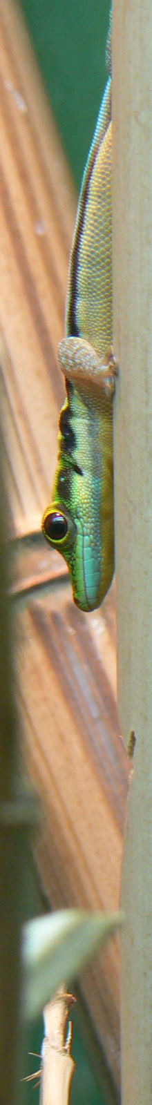 Yellow-headed Day Gecko - 6 February 2016