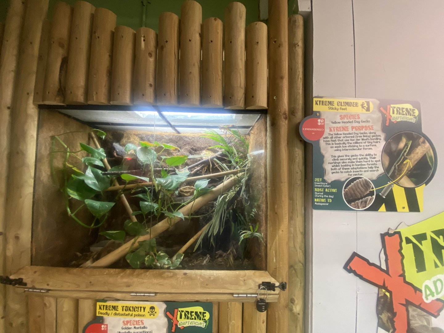 Yellow-headed day gecko and Golden mantella exhibit 280425