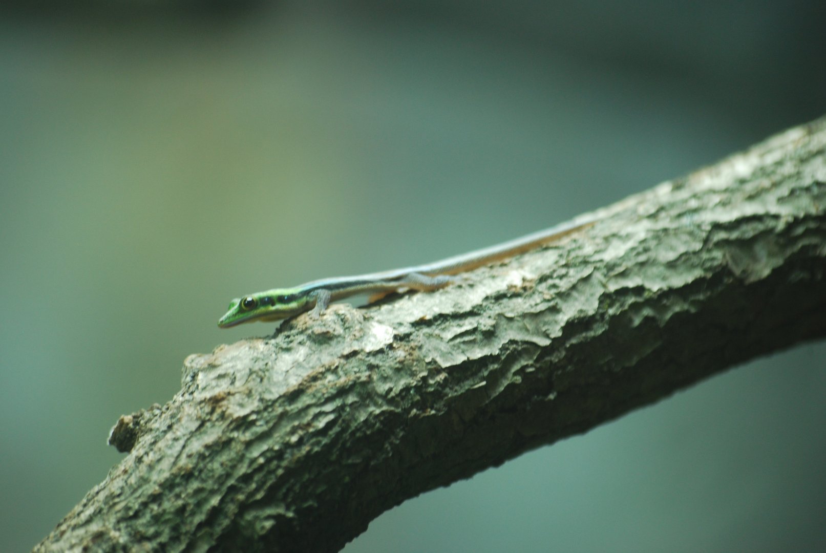 Yellow-headed day gecko at Colchester Zoo, 21/9/2020