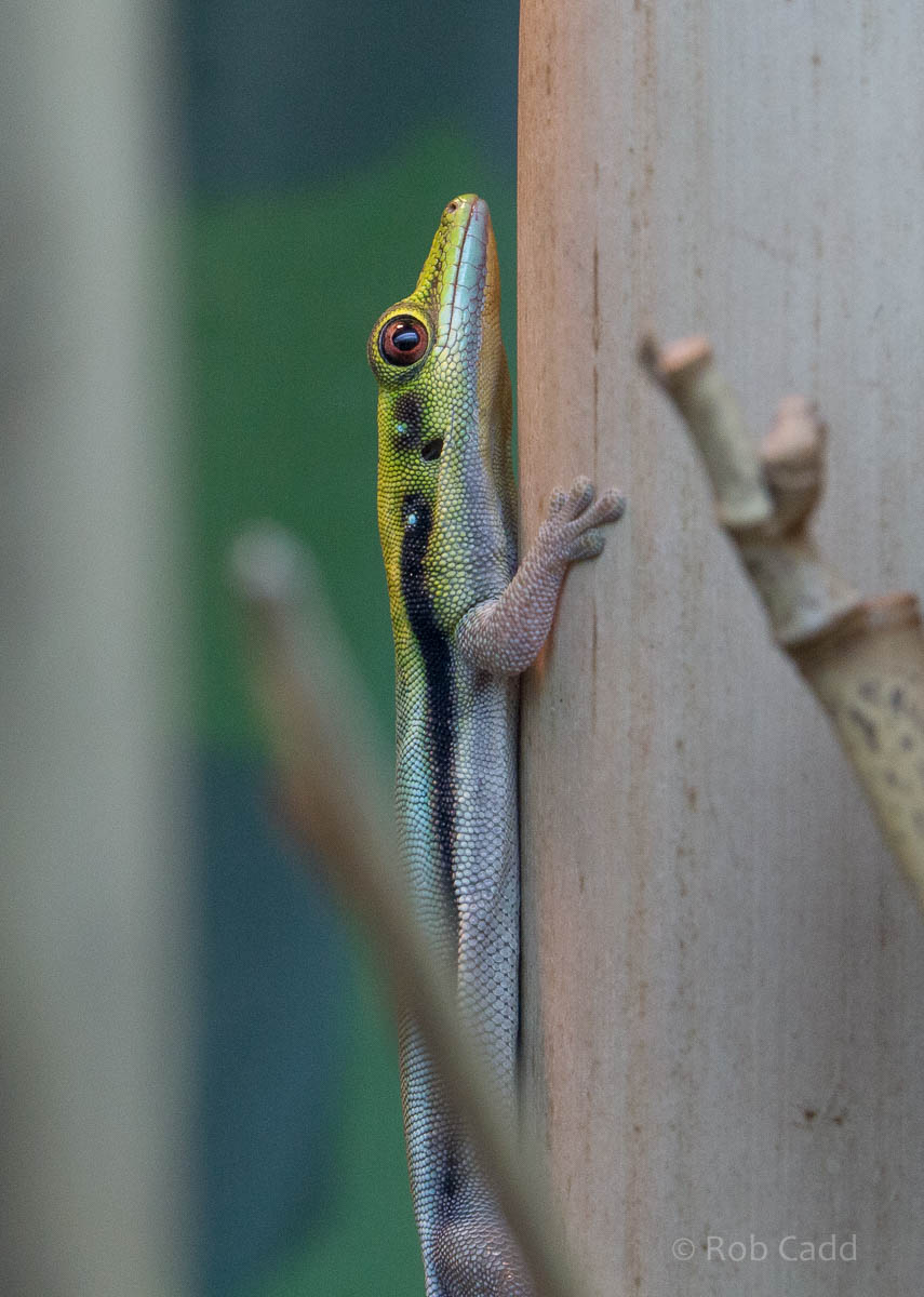 Yellow-headed day gecko : Bristol : 19 Oct 2015