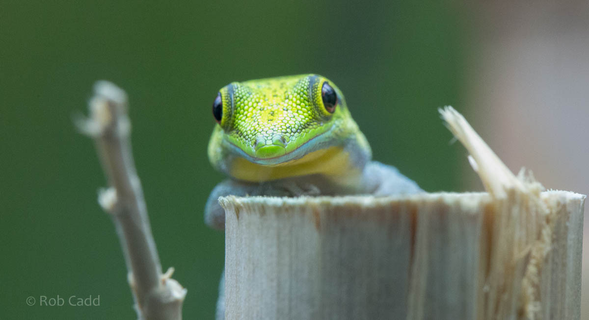 Yellow-headed day gecko : Bristol : 19 Oct 2015