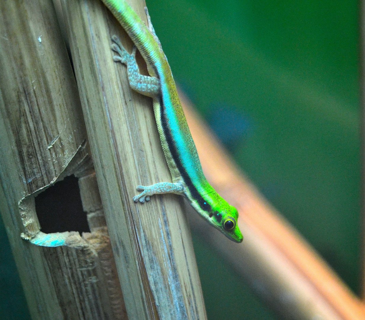 Yellow Headed Day Gecko - December 2015