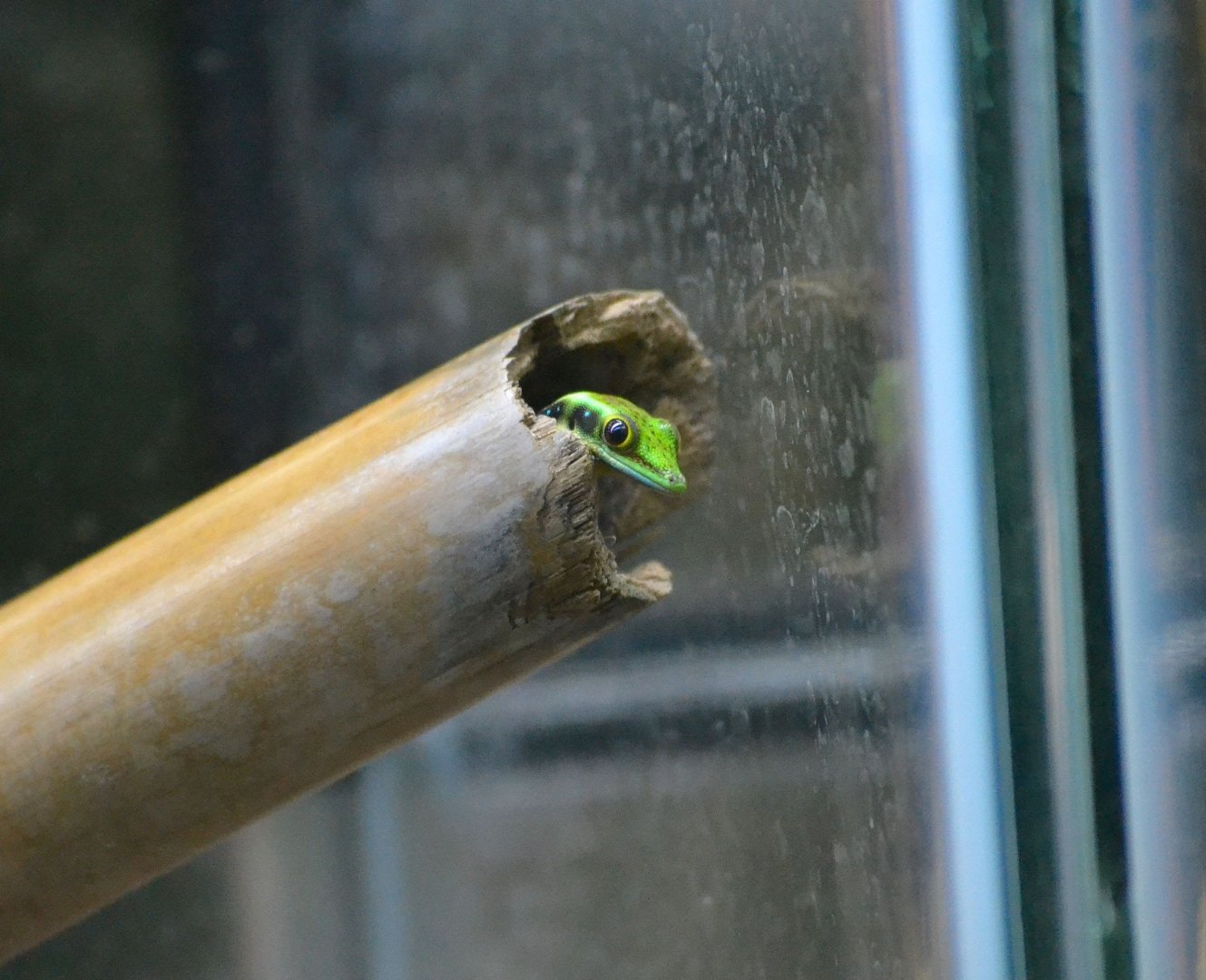 Yellow Headed Day Gecko - December 2015