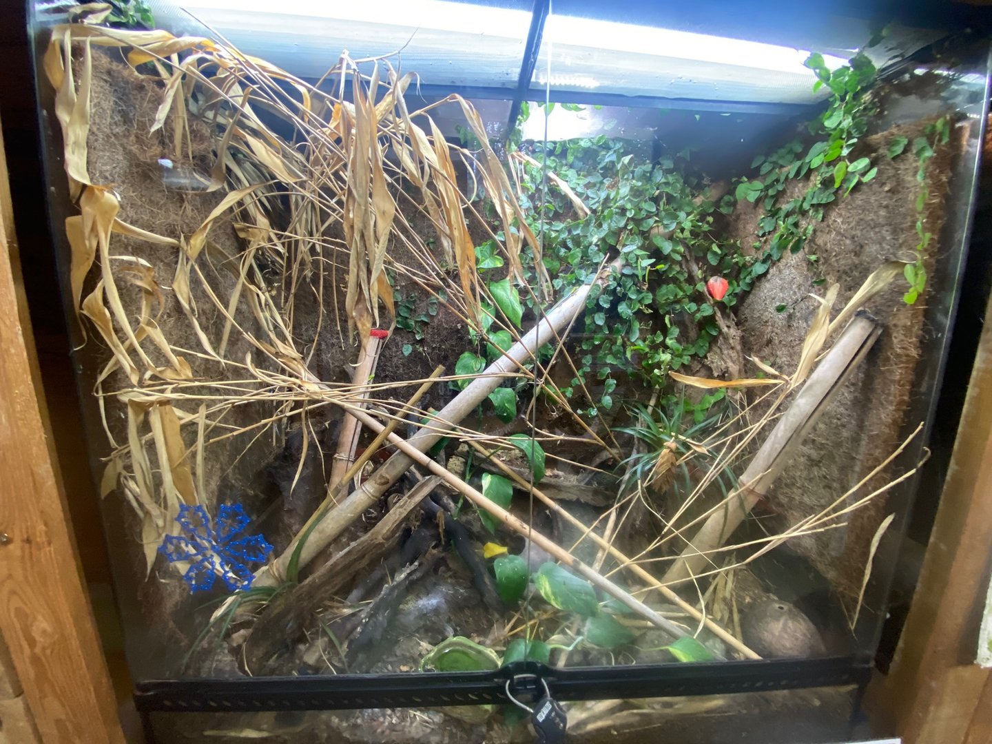 Yellow-headed day gecko exhibit 111222