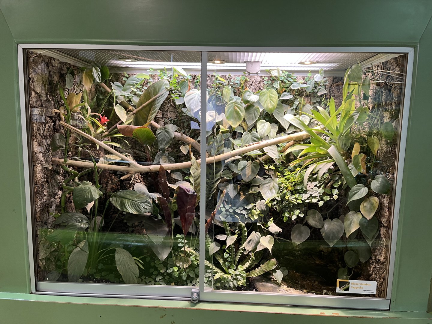 Yellow-headed day gecko exhibit 13.7.25