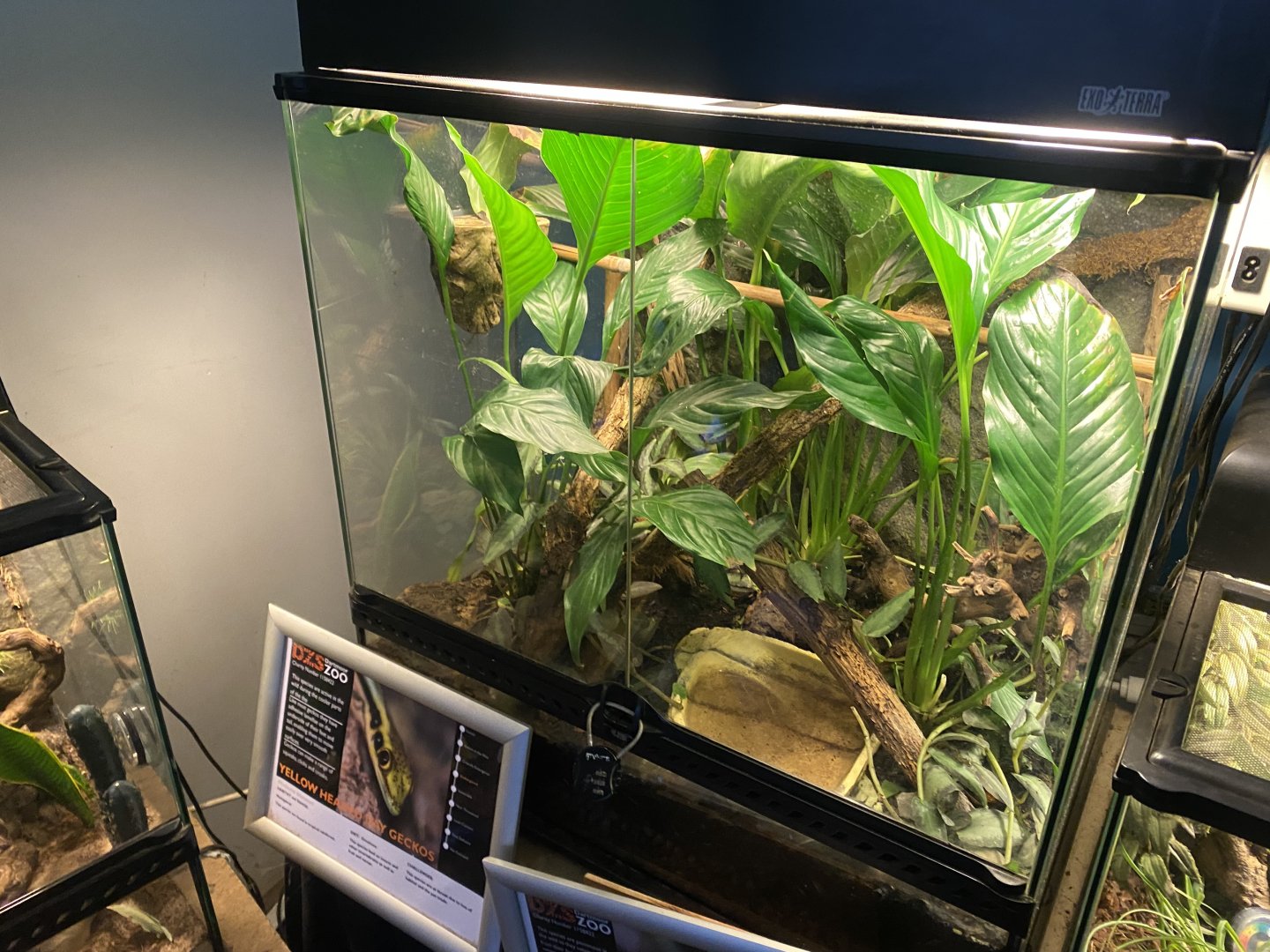 Yellow-headed day gecko exhibit 140224