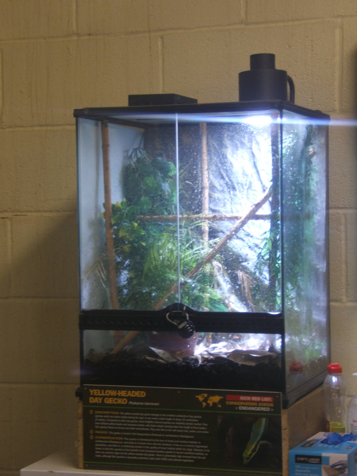 Yellow-headed Day Gecko exhibit