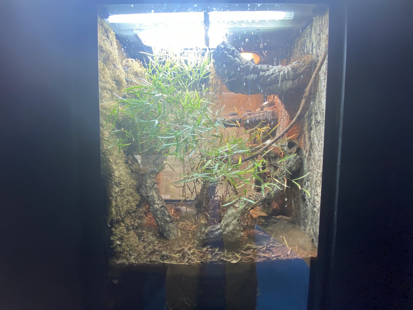 Yellow- headed day gecko exhibit