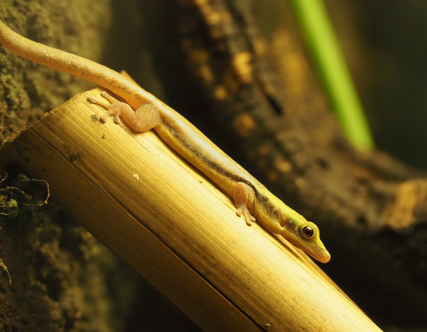 Yellow-headed day gecko (Phelsuma klemmeri), 2019-12-30