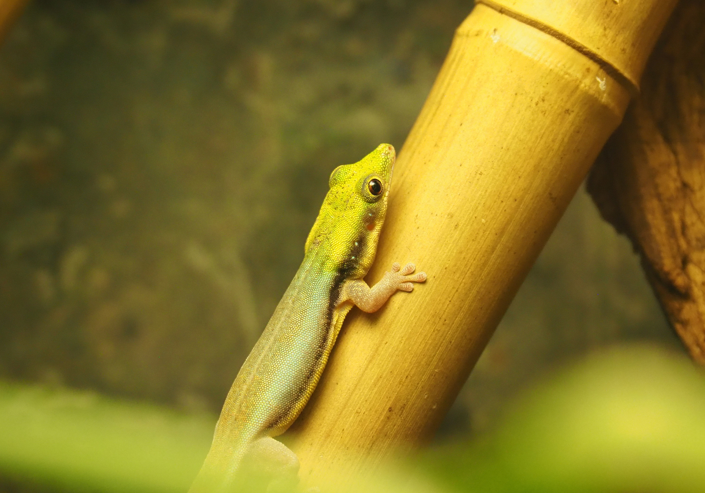 Yellow-headed day gecko (Phelsuma klemmeri), 2020-05-24